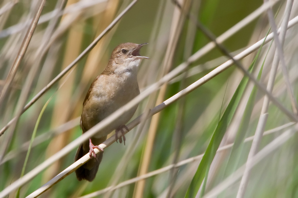 Snor
IJverig zingend in het wuivende riet.
Trefwoorden: Oegstgeest - Klaas Hennepoelpolder