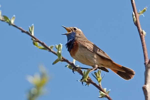 Blauwborst ♂
Op de vlucht voor een andere fotograaf kwam hij mijn kant op en ging vlak boven mij in een wilgentak zitten zingen.
Trefwoorden: Rietputten - Vlaardingen