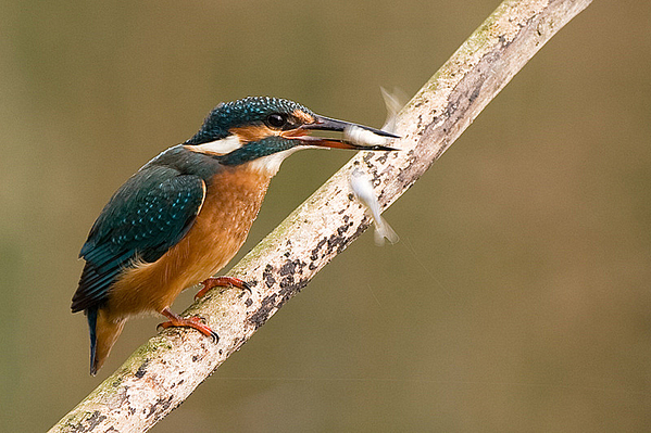 IJsvogel ♀
Twee is teveel
