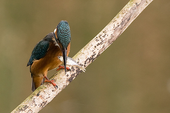 IJsvogel ♀
Shit.... pleite!
