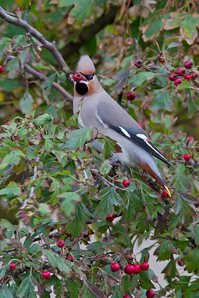 Pestvogel ♂
(Zijaanzicht.) Een boos kijkend mannetje met lekker hapje.
Trefwoorden: 's-Gravenzande