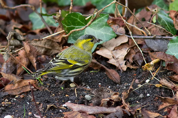 Sijs ♂
Trefwoorden: Wassenaar - Clingendael