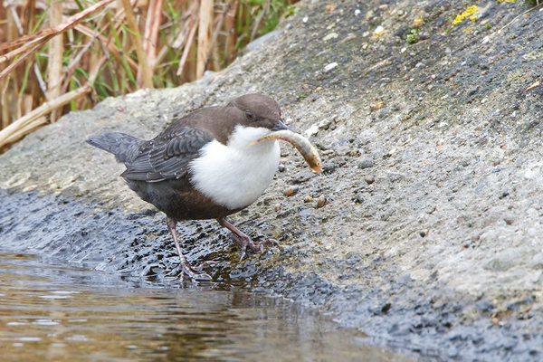 Zwartbuikwaterspreeuw
In mijn boekje staat niet dat hij ook visjes eet. Of hij deze daadwerkelijk naar binnen heeft gewerkt is mij helaas ontgaan.
Trefwoorden: Amsterdamse Waterleidingduinen