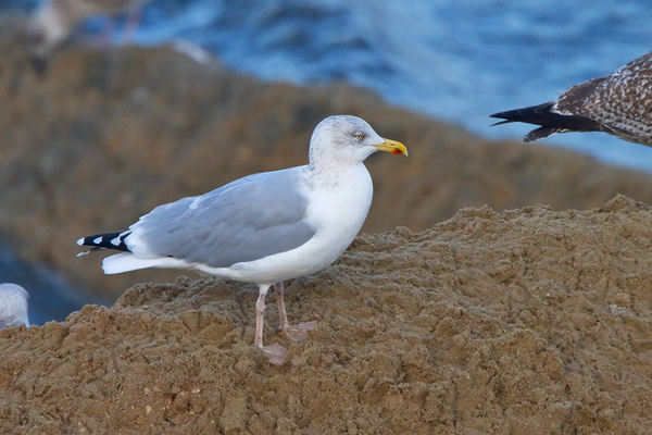 Zilvermeeuw (ad winter)
Speciaal ter vergelijking met de Pontische en de Geelpoot nog even een nieuwe prent van de Zilvermeeuw.
Trefwoorden: Scheveningen - Kalhuisplaats