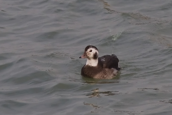 IJseend ♂ (juv.)
Volgens de kenners een jong mannetje. Helaas verstrikt in visdraad.
Trefwoorden: Scheveningen - Buitenhaven