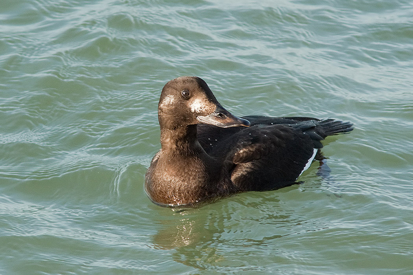 Grote Zee-eend (juv.) ♀
Al een paar dagen te gast op Scheveningen.
Trefwoorden: Scheveningen - Zuidelijk Havenhoofd