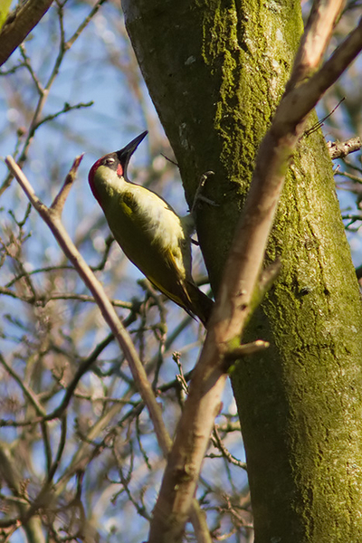 Groene Specht ♂
Dat het een mannetje betreft is te zien aan de overwegend rode snorstreep. Bij het vrouwtje is die helemaal zwart.
Trefwoorden: Den Haag - Madestein