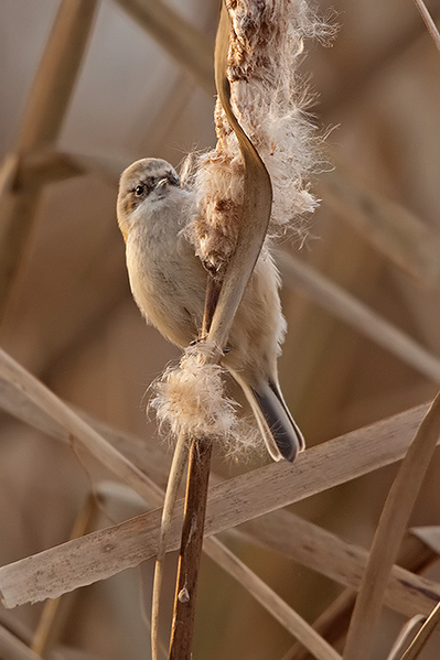 Buidelmees ♀ (1ste winter)
Volgens mijn bescheiden mening een 1ste winter vrouwtje.
Trefwoorden: Warmond - Klaas Hennepoelpolder