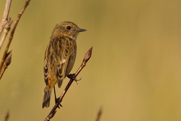 Roodborsttapuit ♀
Al een paar dagen lang bivakeert een paartje Roodborsttapuiten op het kunstmatige duintje op de voormalige uitmonding van het Verversingskanaal in Scheveningen. Het is daar redelijk druk, doch daar lijken ze zich weinig van aan te trekken. Dit vrouwtje poseerde onverschrokken voor mij in een struik vlak aan het parkeerterrein aldaar. De gele achtergrond is dus afkomstig van het zand.
Trefwoorden: Scheveningen