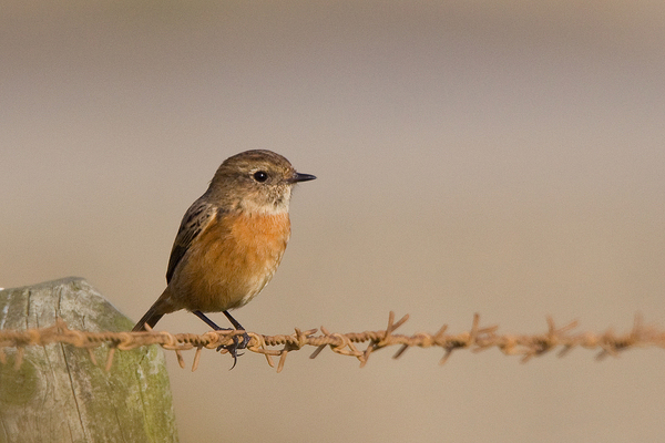 Roodborttapuit ♀
