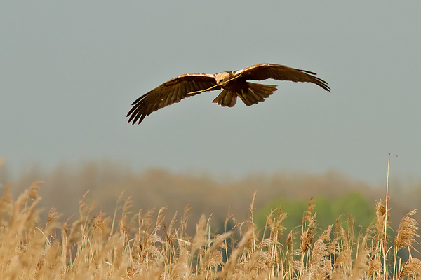 Bruine Koekendief ♀
Ook het vrouwtje hielp ijverig mee.
Trefwoorden: Kagerplassen - Kogjespolder