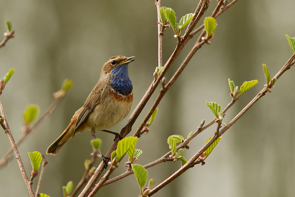 Blauwborst ♂
Heel even kwam hij uit de dekking. Lang genoeg voor een prent.
Trefwoorden: Nootdorp _ Dobbeplas