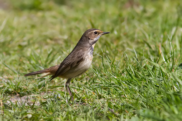 Blauwborst ♀
Deze slanke dame kwam vlakbij, maar bleef daar in de schaduw. Iets verder was wel wat licht. Dan daar maar.
Trefwoorden: Zevenhuizerplas