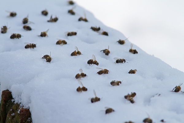 Bijen als lekker hapje
Trefwoorden: Den Haag - Park Sorgvliet