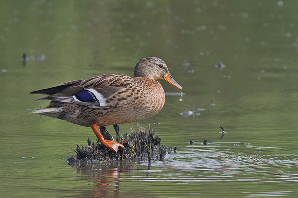 Wilde Eend ♀
Uit haar snavel lekt een uitroepteken!
Trefwoorden: Delft - Bieslandse Bovenpolder