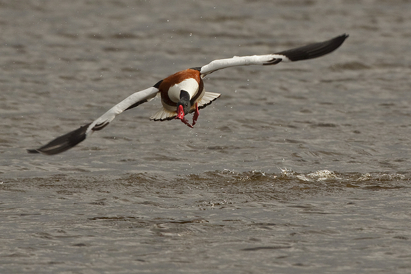 Bergeend ♀ 
Ready for take off.
