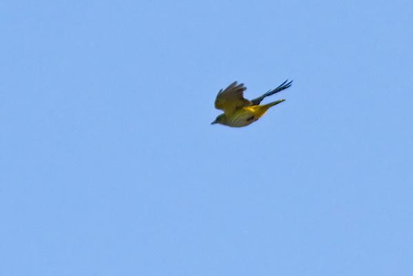 Wielewaal ♀
Niet om het mooi, maar omdat het mijn eerste Wielewaal-vrouwtjes is.
Trefwoorden: Pijnacker - Bieslandse Bos