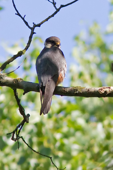 Boomvalk
Ik zocht naar een Sperwer, maar vond mijn eerste Boomvalk. Erg ver weg, maar toch goed genoeg, toch?
Trefwoorden: Pijnacker - Bieslandse Bos