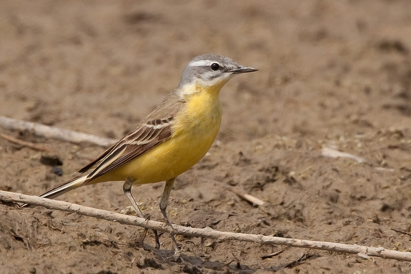 Gele Kwikstaart ♀ (zomerkleed)
Een zeer bewegelijk vogeltje.
