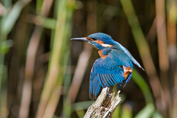 IJsvogel ♂
Raar gefladder om zich te kunnen krabben.
Trefwoorden: Zoetermeer - Prielenbos