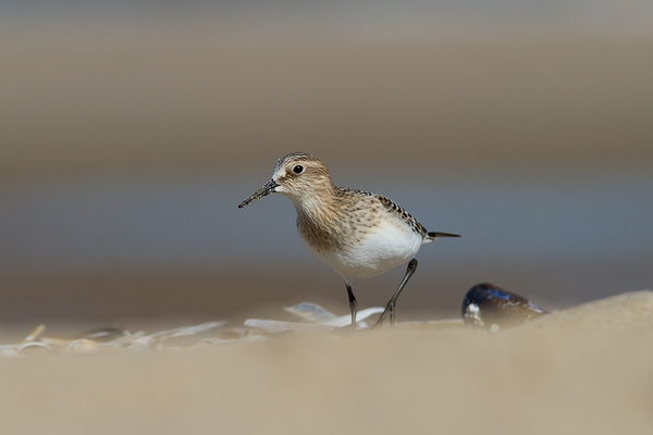 Bairds Strandloper ♀ (juv)
Hoe dichtbij wil je ze hebben?
Trefwoorden: Wassenaar - Slag Meijendel