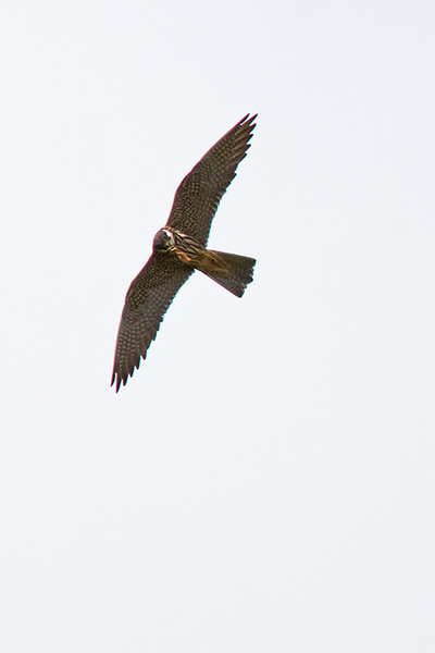 Boomvalk
In de lucht werd de vangst van de dag al verorberd.
Trefwoorden: Pijnacker - Bieslandse Bos