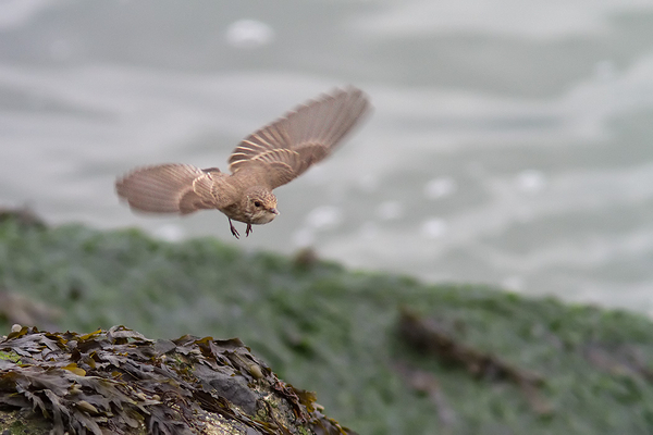 Grauwe Vliegenvanger
In vlucht.
Trefwoorden: Scheveningen - Zuidelijk Havenhoofd