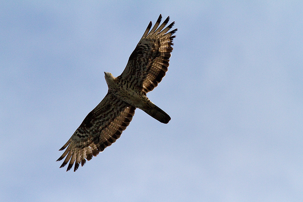 Wespendief
Hij zag er wat anders uit dan de Buizerd van vanmorgen. Dan toch maar even op de kiek. En terecht! Mijn tweede Wespendief.
Trefwoorden: Kagerplassen - Norremeer