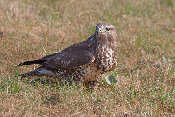 Buizerd
Bij de ingang van het pad naar de OVP-vogelhut ' Zilverreiger' zat deze bijna tamme Buizerd. Geen kunst dus maar wél mooi!
