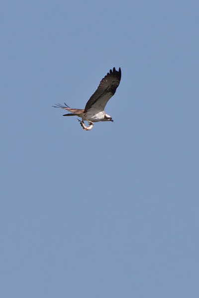 Visarend (ad)
Met vis
Trefwoorden: Brabantse Biesbosch