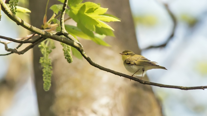 Fluiter
Trefwoorden: Wassenaar - Panbos