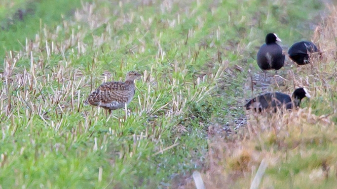 Kleine Trap (♂ 1e winter)
Trefwoorden: De Zilk