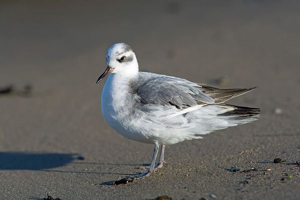 Rosse Franjepoot (1e winter)
Poserend op het strandje.
Trefwoorden: Scheveningen - Zwaaikom