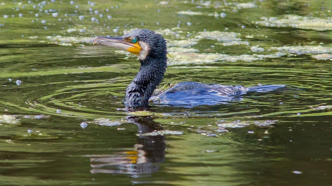 Aalscholver
Trefwoorden: Wassenaar - Landgoed Oosterbeek