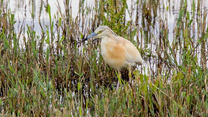 Ralreiger
Trefwoorden: Lelystad - Bovenwater