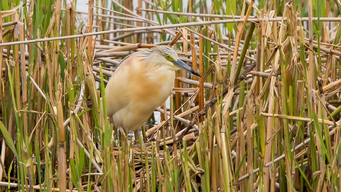 Ralreiger
Trefwoorden: Lelystad - Bovenwater