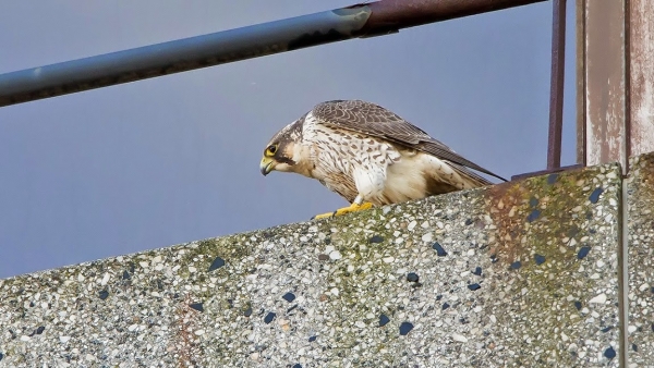 Slechtvalk ♂ (juv)
Een jong mannetje uit het 2014-nest.
Trefwoorden: Den Haag - Leyenburg