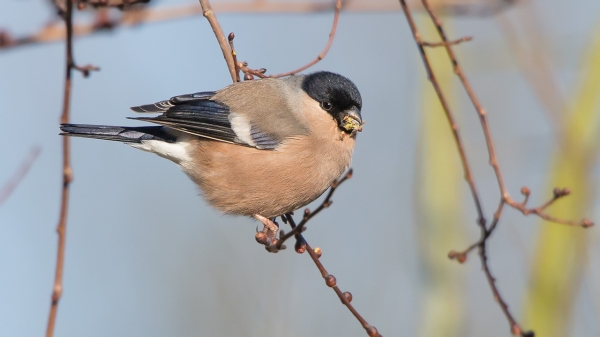 Goudvink ♀
Drie vrouwtje zonder echtgenoten.
Trefwoorden: Den Haag - Westduinpark