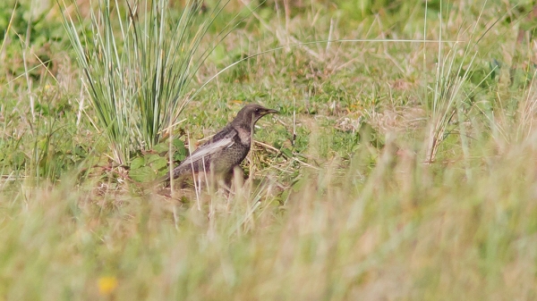 Beflijster ♀
Trefwoorden: Scheveningen - Scheveningen-Radio-duin