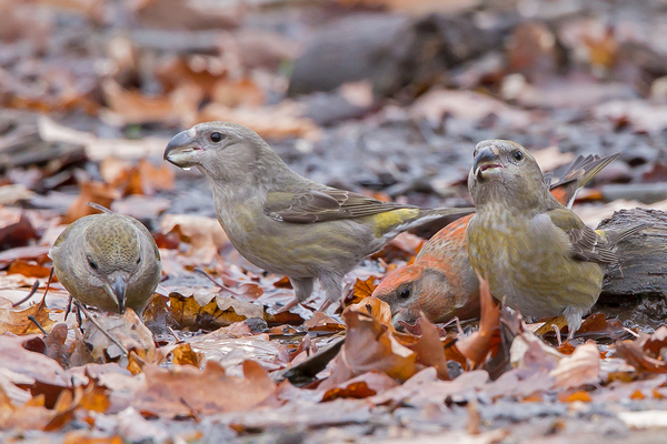 Grote Kruisbek
Trefwoorden: Groesbeekse Bos