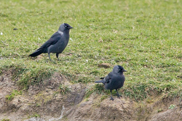 Noordse Kauw
Links de ondersoort 'Noordse Kauw' en rechts de 'gewone'
Trefwoorden: Leidschendam