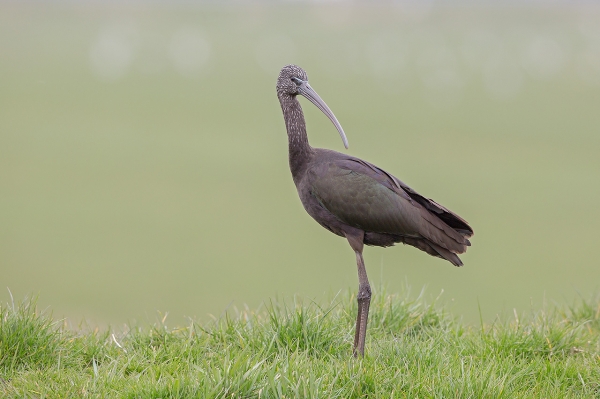 Zwarte Ibis
Trefwoorden: Leidschendam - Stomwijkse Vaart