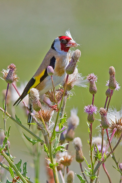 Putter
Meer Distelvink-achtig kon ik het plaatje niet maken.
Trefwoorden: Zevenhoven - Groene Jonker