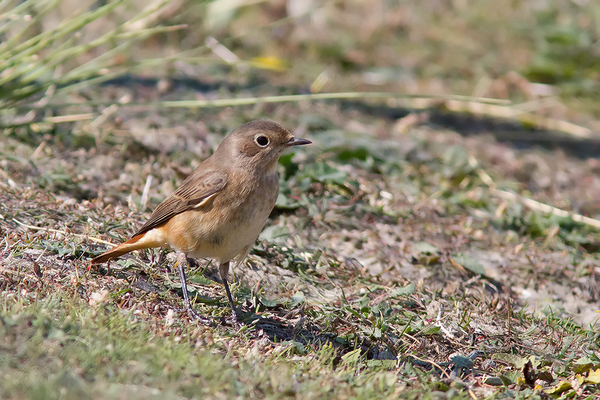 Gekraagde Roodstaart ♀
Trefwoorden: Maasvlakte - Vuurtorenvlakte