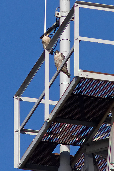 Slechtvalk
Terwijl ik er twee in beeld had, had Guido er aan de andere kant een platform lager ook één. Drie dus???
Trefwoorden: Scheveningen - Zenderpark