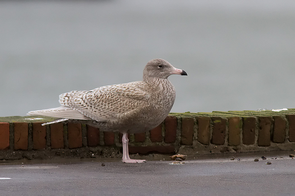 Grote Burgemeester (1ste winter)
Even uitblazen.
Trefwoorden: Scheveningen - Zuidelijk Havenhoofd