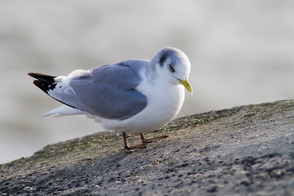 Drieteenmeeuw (ad. winter)
Hij liet even zijn tenen zien. Echt drie!
Trefwoorden: Scheveningen - Noordelijk Havenhoofd