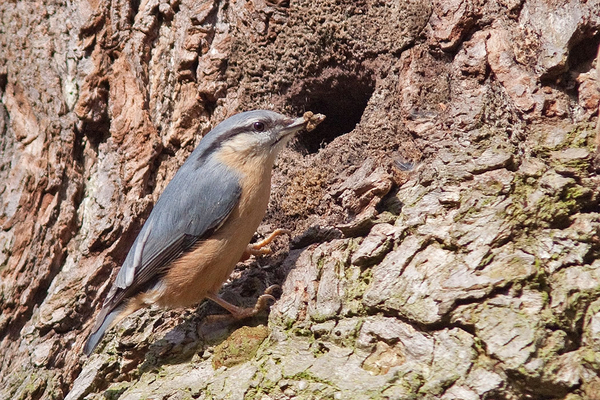 Boomklever
Net als gisteren nog druk aan het metselen.
Trefwoorden: Landgoed Oosterbeek