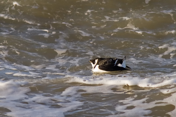 Kleine Alk (winterkleed)
Opboksend tegen de brekers voor de kop van het Noordelijk Havenhoofd.
Trefwoorden: Scheveningen - Noordelijk Havenhoofd