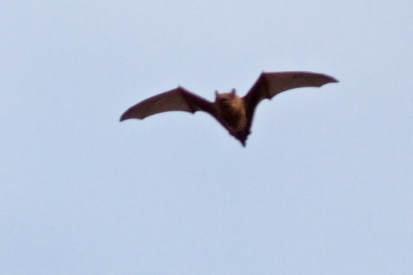 Rosse Vleermuis (man)
Boven het Meeslouwerplasje vloog deze batman. Navraag leerde mij dat het een Rosse Vleermuis betreft.
